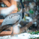 Zoo Brno rozšířila ptačí kolekci o vzácné a ohrožené druhy